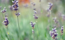 Portfolio post with image slider